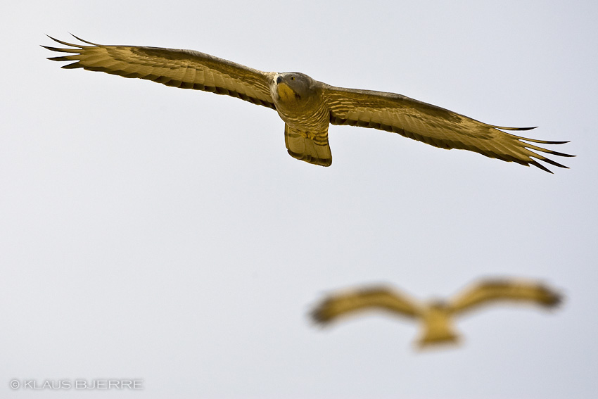 Honey Buzzard_KBJ8579.jpg - Honey Buzzard's - Eilat Mountains